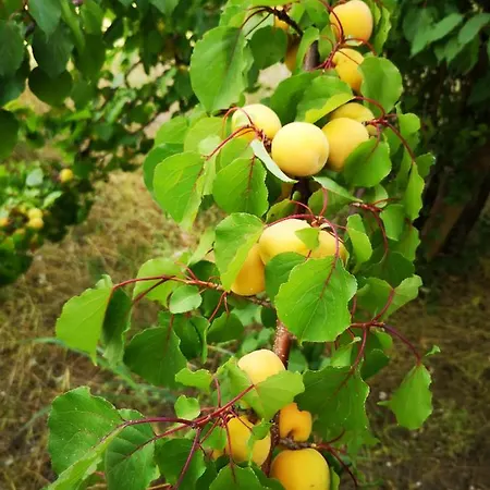 Chiostro Delle Cererie 2*