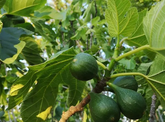 Chiostro Delle Cererie