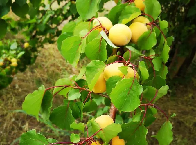 Chiostro Delle Cererie 2*